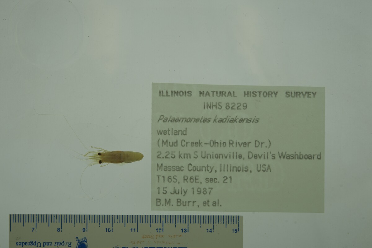 Palaemonetes image